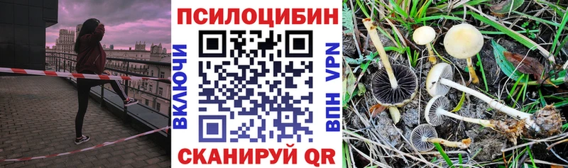 Галлюциногенные грибы Psilocybine cubensis  Тотьма 